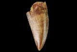 Serrated, Raptor Tooth - Real Dinosaur Tooth #142588-1